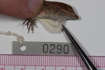 Media type: image;   Herpetology R-186223